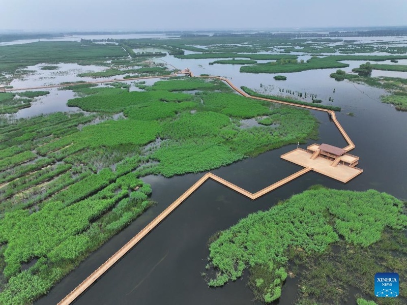Galeria: paisagem encantadora do início de verão no Lago Baiyangdian