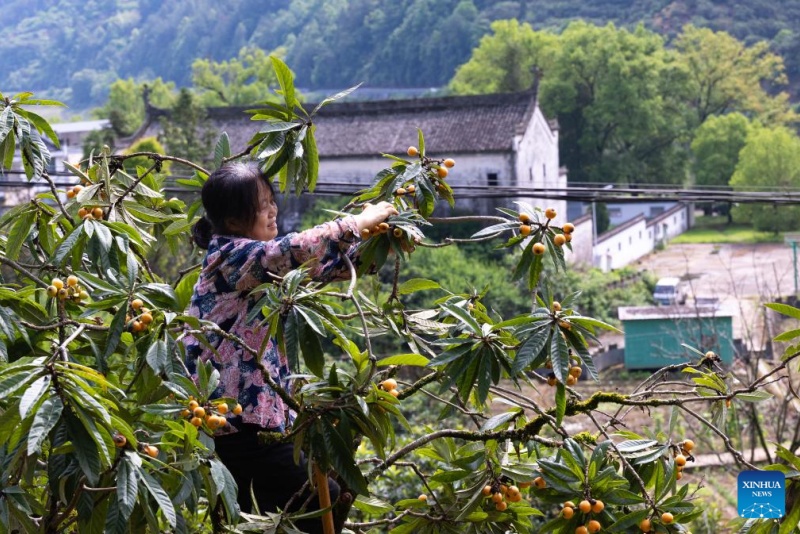 Agricultores colhem nêsperas no condado de Shexian, em Anhui, China