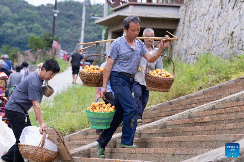 Agricultores colhem nêsperas no condado de Shexian, em Anhui, China