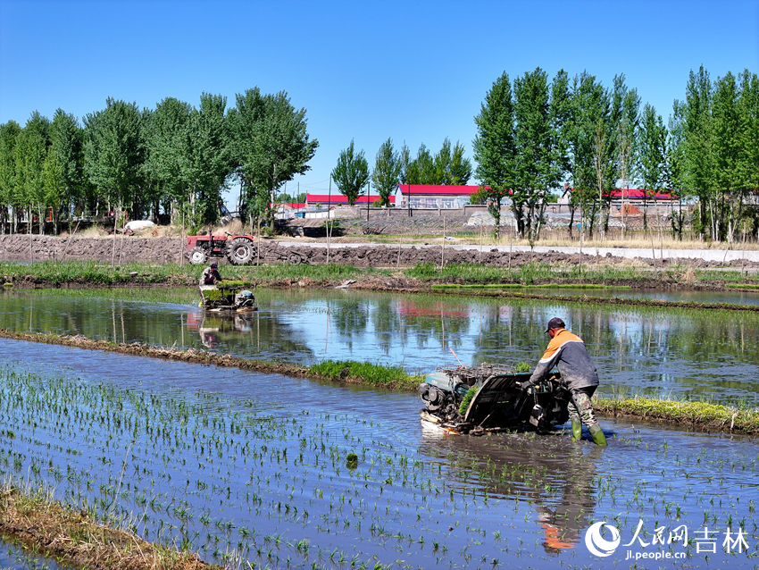 Jilin: arrozais de Zhenlai criam paisagem deslumbrante após plantio de mudas