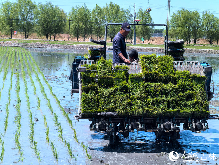 Jilin: arrozais de Zhenlai criam paisagem deslumbrante após plantio de mudas