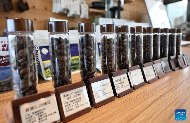 Indústria cafeeira prospera em Guangdong, sul da China