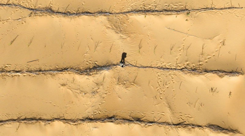 Combate à desertificação: a Grande Muralha Verde cresce no norte da China