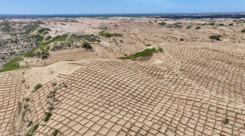 Combate à desertificação: a Grande Muralha Verde cresce no norte da China