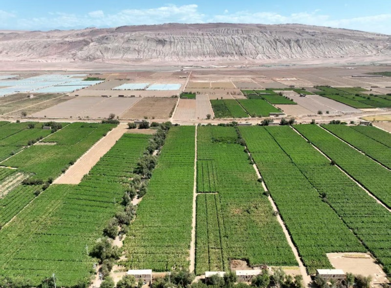 Xinjiang: Bacia de Turpan ganha vida com o auge da colheita de uvas sob o calor de julho