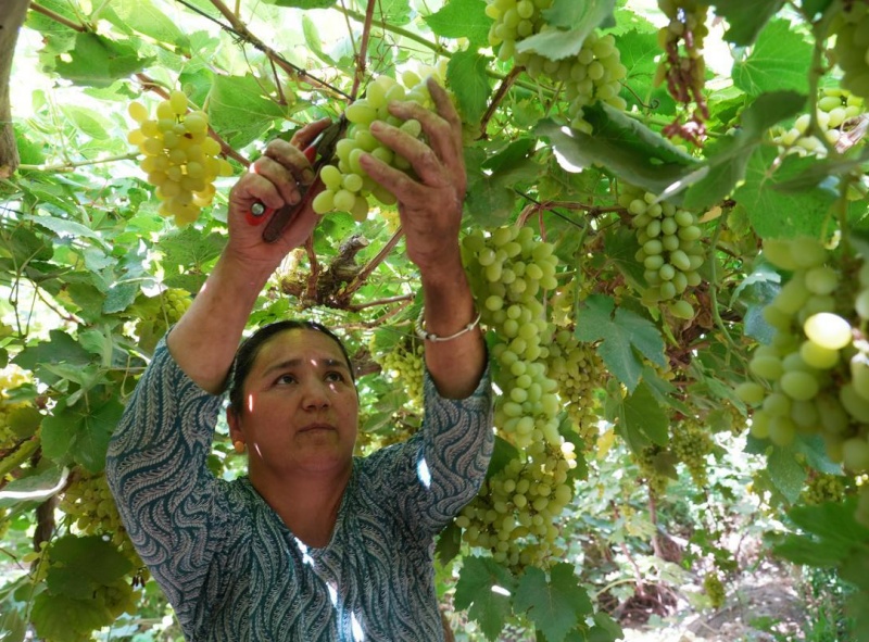 Xinjiang: Bacia de Turpan ganha vida com o auge da colheita de uvas sob o calor de julho