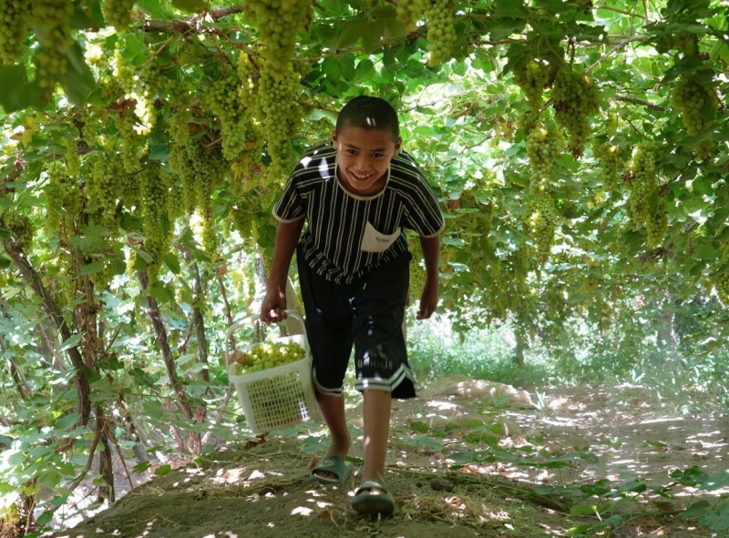 Xinjiang: Bacia de Turpan ganha vida com o auge da colheita de uvas sob o calor de julho