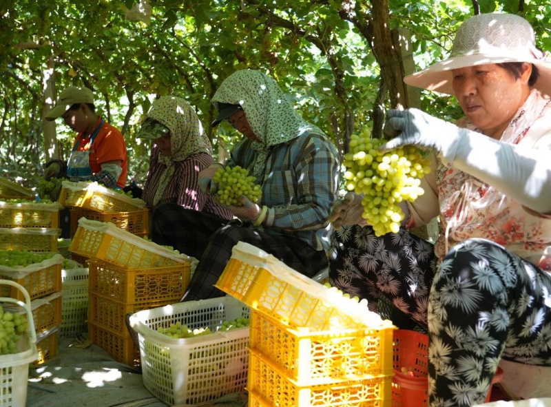 Xinjiang: Bacia de Turpan ganha vida com o auge da colheita de uvas sob o calor de julho