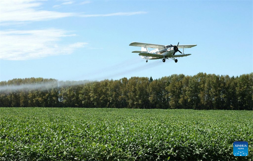 Uma aeronave agrícola realiza aplicação aérea numa plantação de soja de uma fazenda do Grupo Beidahuang, na província de Heilongjiang, nordeste da China, em 25 de agosto de 2026. (Foto: Xu Yingxian/Xinhua)