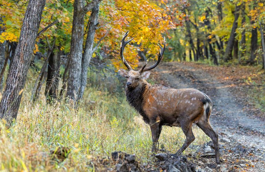 Cervos-sika aproveitam outono em Heilongjiang, no nordeste da China