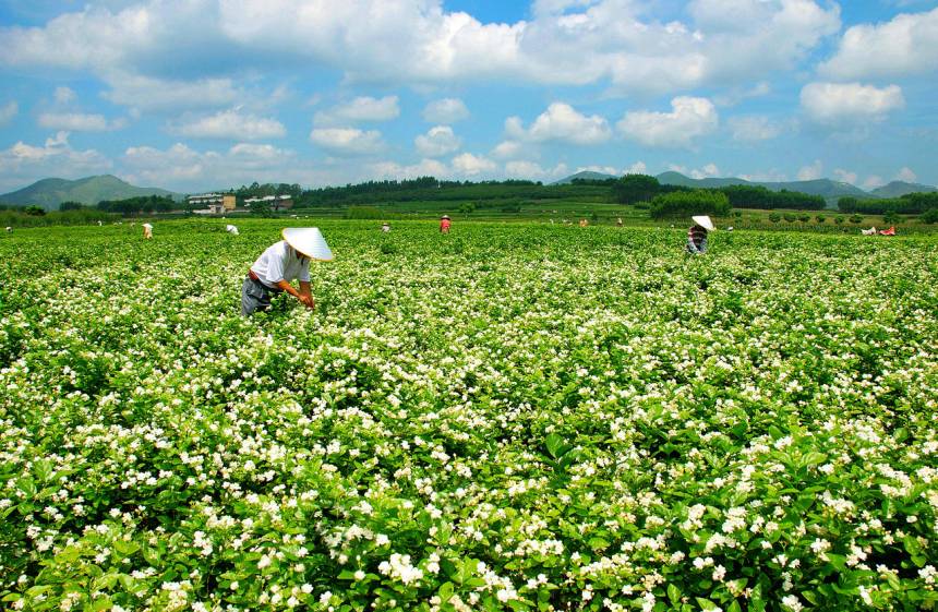 Guangxi: história de sucesso de cultivo do jasmim no combate à pobreza