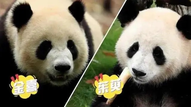 Pandas rumaram a Madrid em sinal de amizade bilateralA "febre do panda" impulsionou os intercâmbios culturais entre os dois países, solidificando ainda mais a amizade entre os seus povos. 