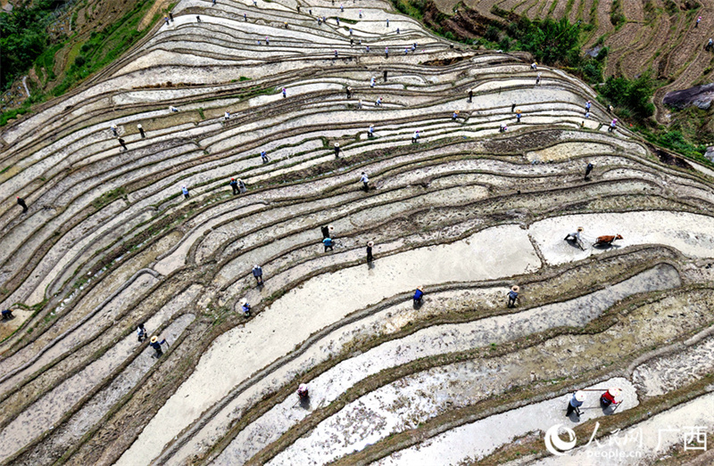 Guangxi: beleza dos terraços atrai visitantes