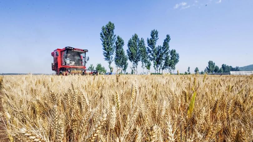 China espera safra abundante de grãosA produção de grãos da China está em bases sólidas este ano, com quase 60% do arroz precoce já colhido e projeções indicando uma safra abundante. 