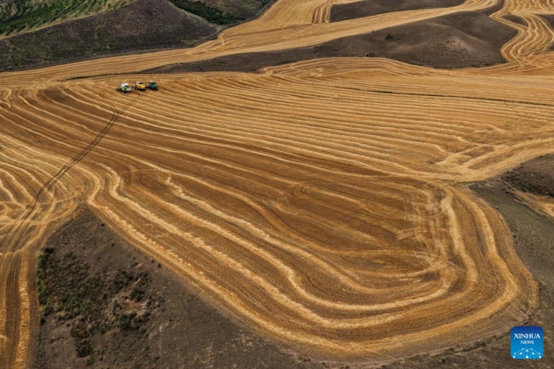 Trigo maduro pronto para colheita em Xinjiang