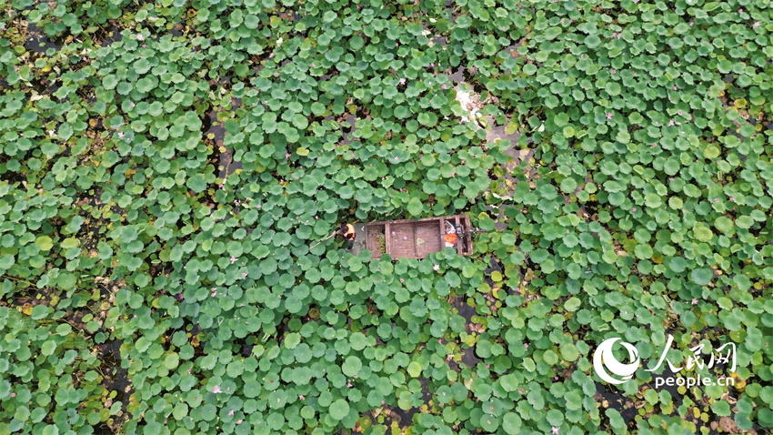 Flores de lótus entram em plena floração em Shandong