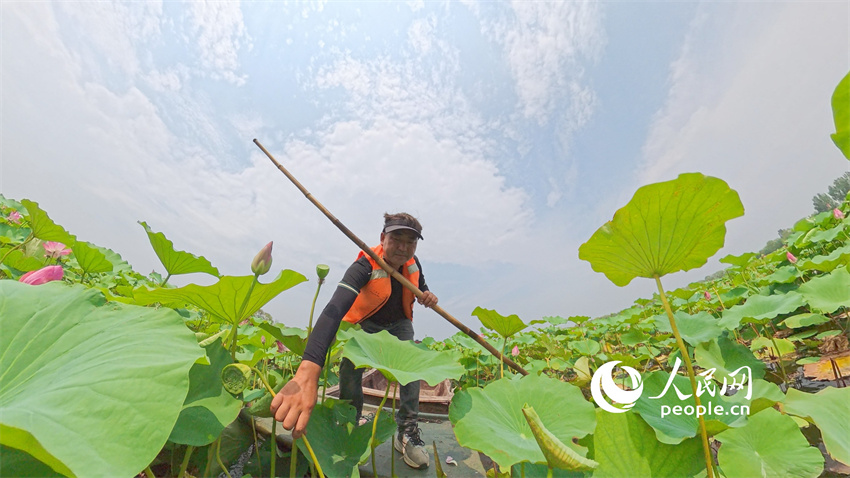 Flores de lótus entram em plena floração em Shandong