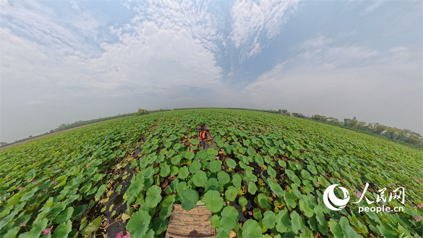 Flores de lótus entram em plena floração em Shandong