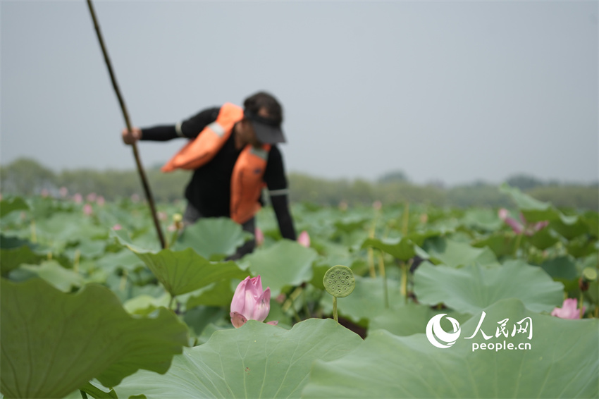 Flores de lótus entram em plena floração em Shandong