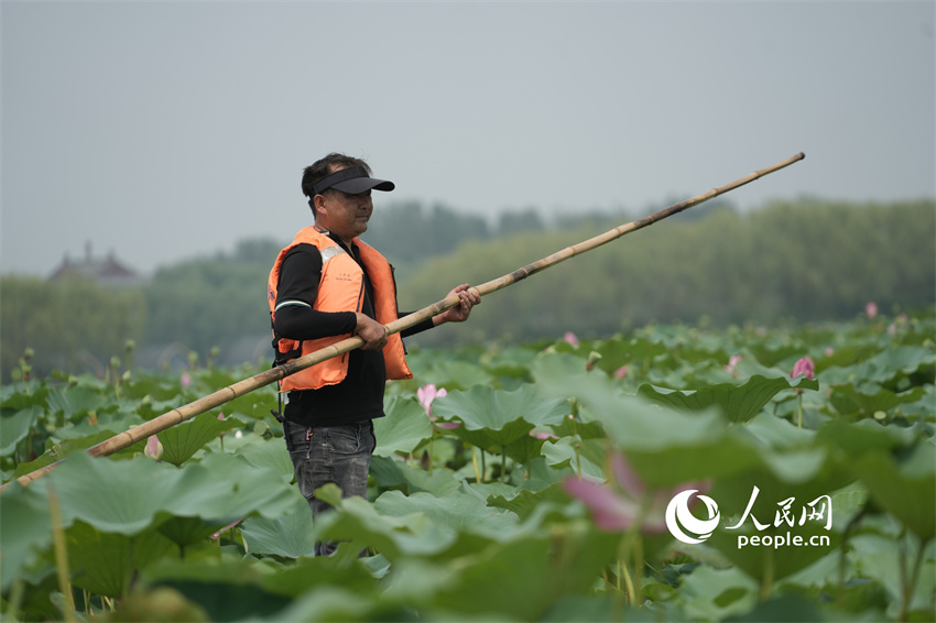 Flores de lótus entram em plena floração em Shandong
