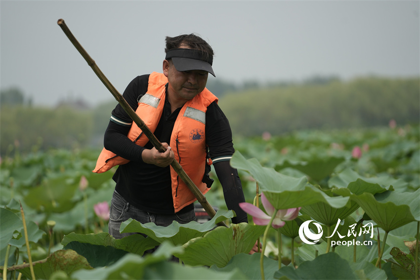 Flores de lótus entram em plena floração em Shandong
