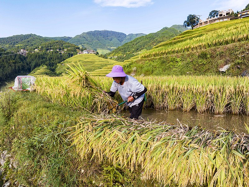 Guizhou: habitantes de Congjiang implementam modelo de desenvolvimento fundindo agricultura com turismo