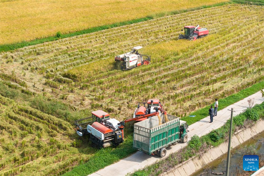 Condado de Nanxian, em Hunan, no centro da China, entra na temporada de colheita