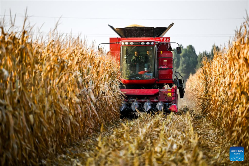 Galeria: cidade de Tongliao entra na estação de colheita do milho, Mongólia Interior