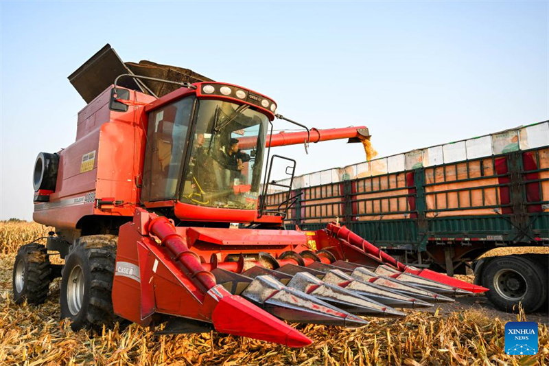 Galeria: cidade de Tongliao entra na estação de colheita do milho, Mongólia Interior