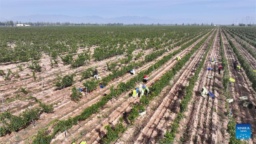 Ningxia: vila de Minning prospera em meio à transformação ecológica