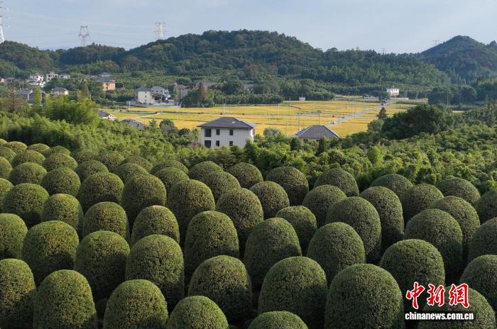 Floresta de osmanthus esféricos atrai visitantes à Zhejiang, no leste da China