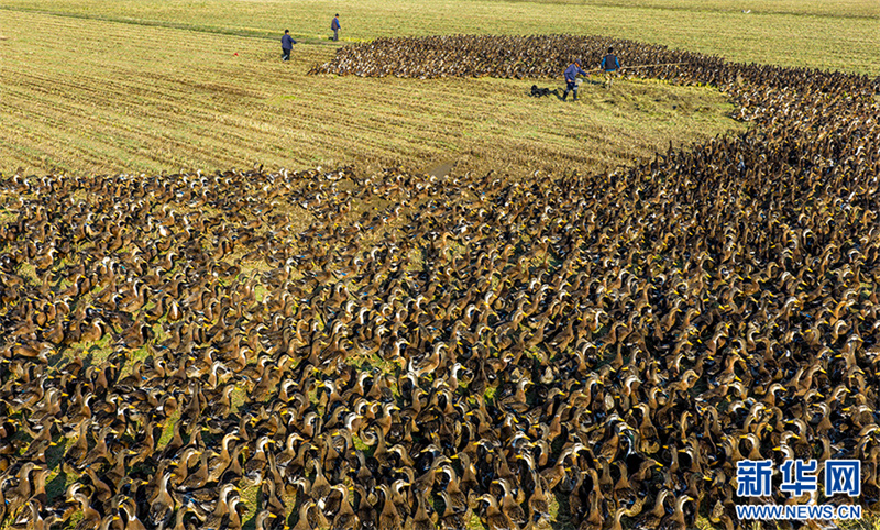 Anhui: cultivo combinado de arroz e criação de patos traz dupla colheita