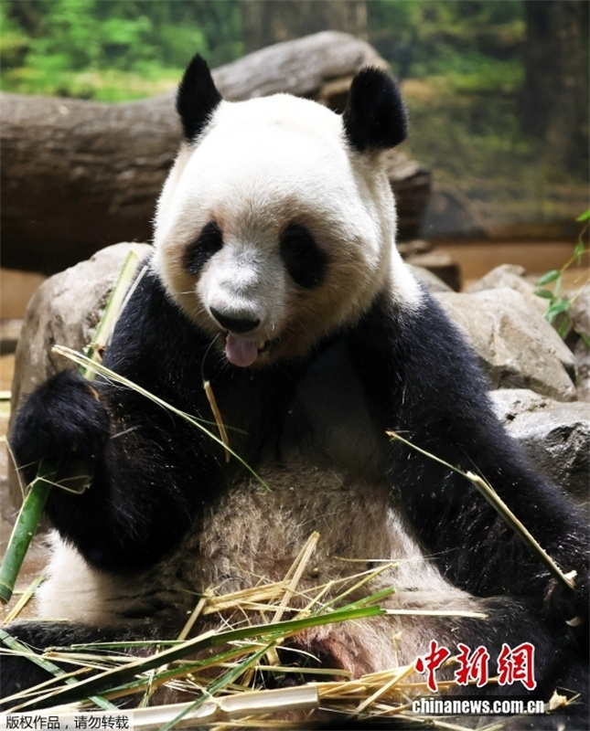 Japoneses fazem fila para se despedir dos últimos pandas-gigantes no país