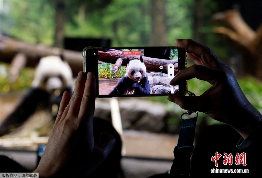 Japoneses fazem fila para se despedir dos últimos pandas-gigantes no país