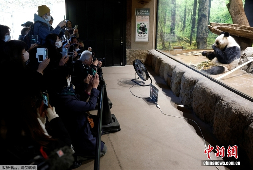 Japoneses fazem fila para se despedir dos últimos pandas-gigantes no país