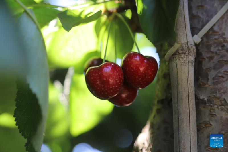 Como as cerejas do Chile aprendem a ignorar o Ano Novo Lunar Chinês