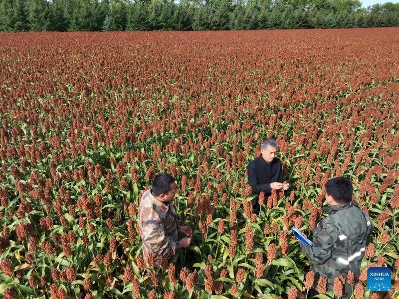 Agricultores ocupados com trabalhos agrícolas durante “Orvalho Branco”