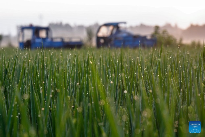 Agricultores ocupados com trabalhos agrícolas durante “Orvalho Branco”