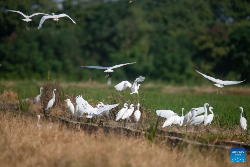 Agricultores ocupados com trabalhos agrícolas durante “Orvalho Branco”