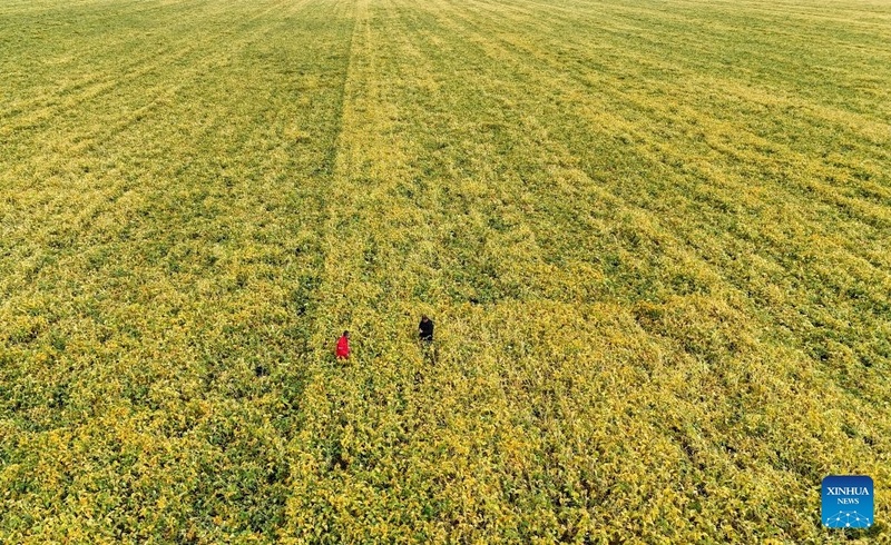 Agricultores ocupados com trabalhos agrícolas durante “Orvalho Branco”