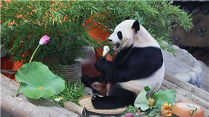 Conservação de Panda fortalece laços globaisAté o momento, a China estabeleceu parcerias de pesquisa científica com 26 zoológicos em 20 países. Um total de 69 pandas-gigantes foram enviados para o exterior para cooperação internacional. 