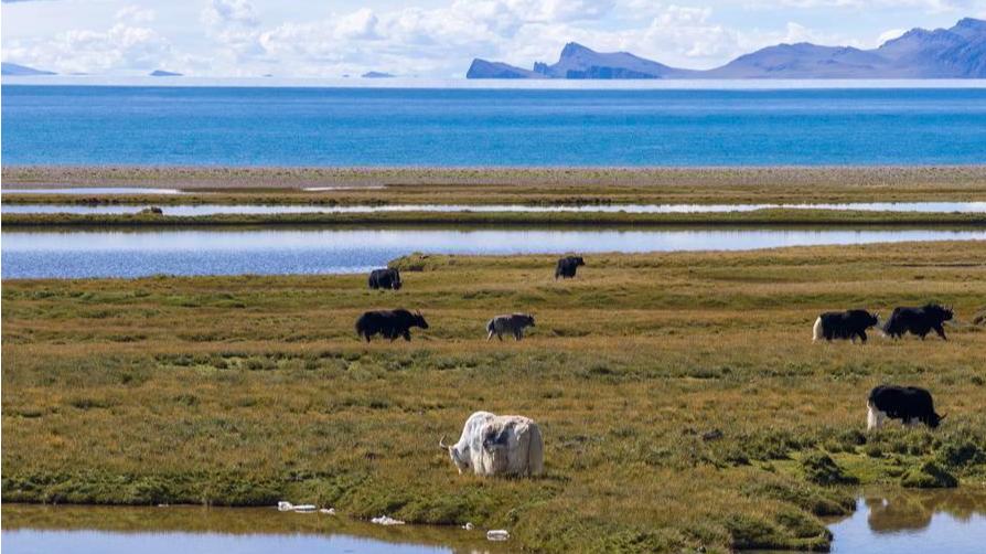 Novo estudo traça a evolução de animais terrestres no Planalto Qinghai-XizangUm novo estudo reconstruiu a história evolutiva dos animais terrestres no Planalto Qinghai-Xizang, oferecendo uma visão mais clara de como a fauna única do "Terceiro Polo" da Terra se formou ao longo de milhões de anos..